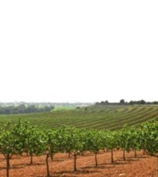 Finca agrícola 565 ha Toledo, Pistachos regadio