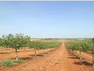 Finca agrícola 565 ha Toledo, Pistachos regadio