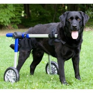 Silla de ruedas para perros (alquiler)