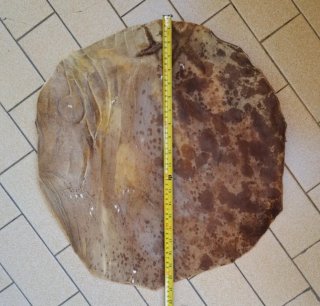 2 pelli di vacca per tamburo