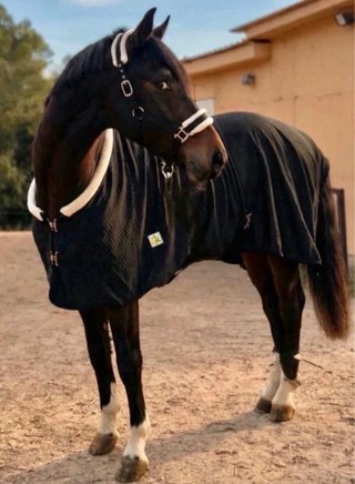 Manta de cuadra Caballo  200g- Borreguito - Nueva