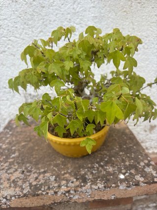 Bonsái de colección