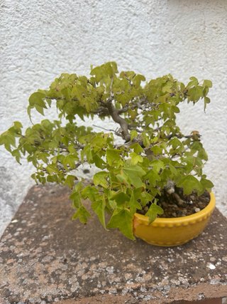 Bonsái de colección