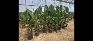 Strelitzias grandes preciosas