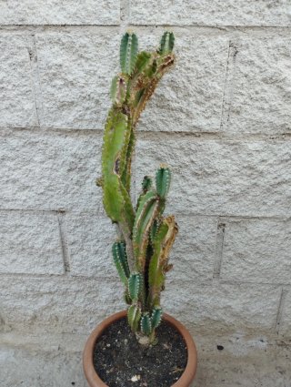Cactus en maceta