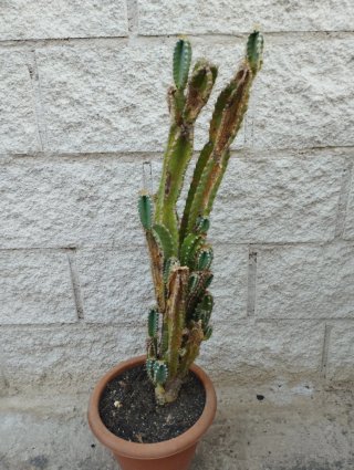 Cactus en maceta