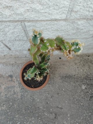 Cactus en maceta