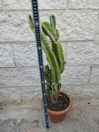 Cactus en maceta