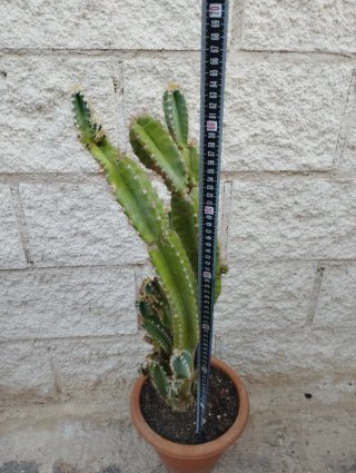Cactus en maceta