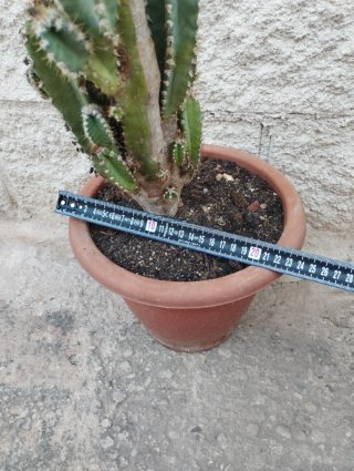 Cactus en maceta
