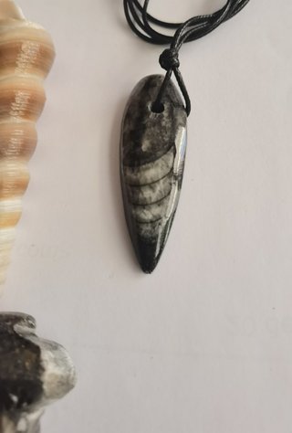 Lote Fósiles Goniatites, Orthoceras