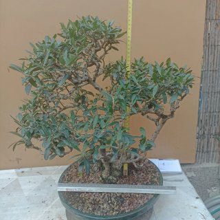 Acebuche bonsai