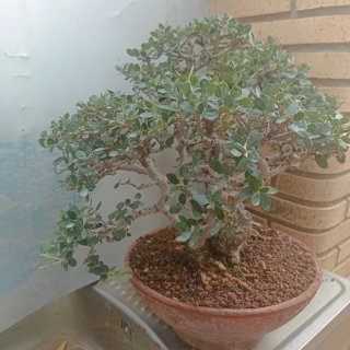 Acebuche bonsai