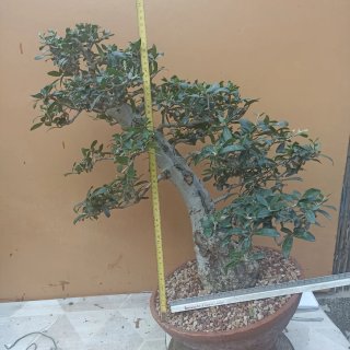 Acebuche bonsai