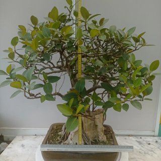 Acebuche bonsai