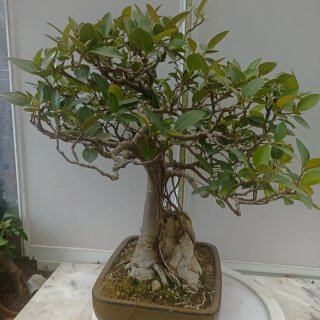 Acebuche bonsai