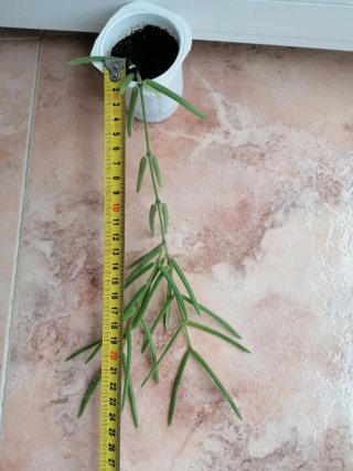 Hoya Linearis Planta