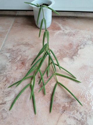 Hoya Linearis Planta
