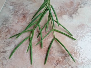 Hoya Linearis Planta