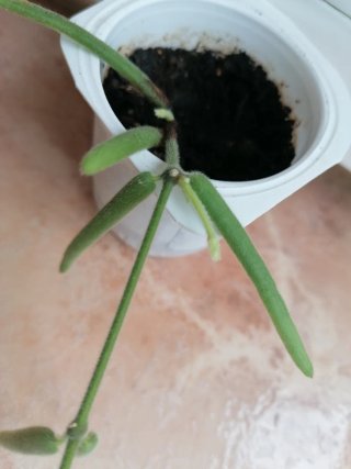 Hoya Linearis Planta