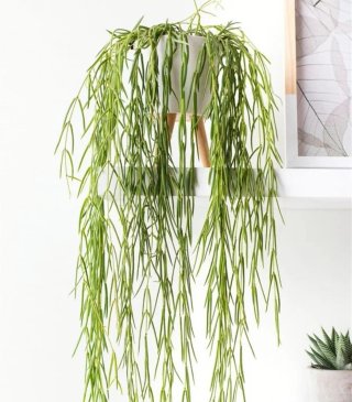 Hoya Linearis Planta