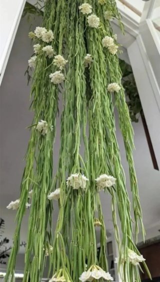 Hoya Linearis Planta