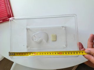 Acuario/Hospital/Terrario Transparente con Tapa Ro