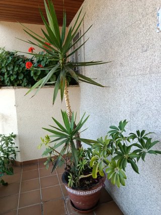 Palmera y maceta decorativa