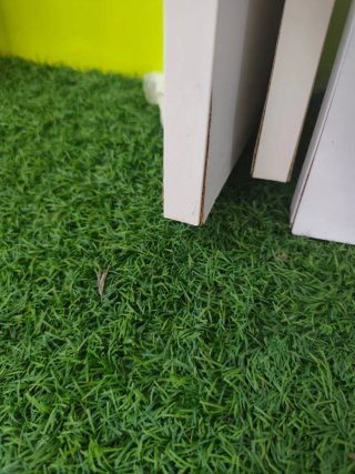 Litera de madera y plástico verde