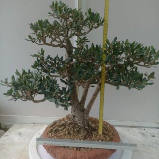 Acebuche bonsai