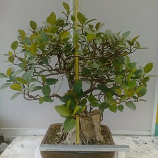 Acebuche bonsai