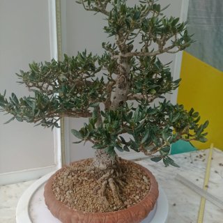 Acebuche bonsai