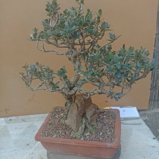 Acebuche bonsai
