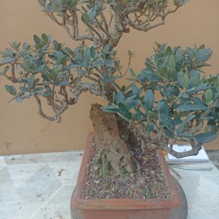 Acebuche bonsai