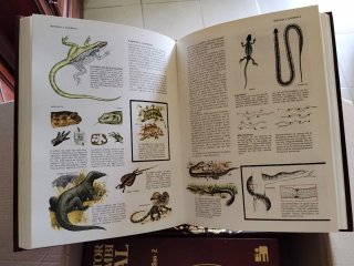 Enciclopedia 8 tomos consultor combi visual