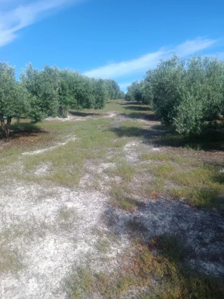 Cambio fincas de olivos por casa
