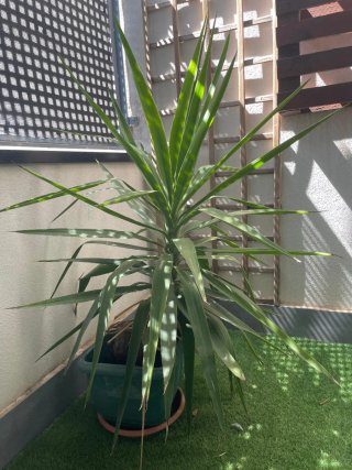 Planta artificial y cesto de mimbre regalo palmera