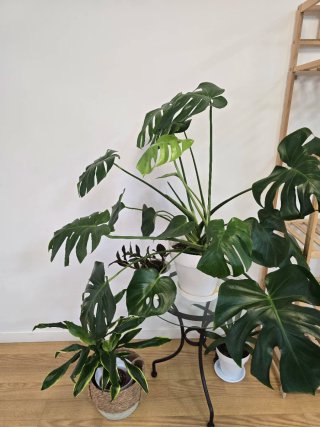 Monstera Deliciosa