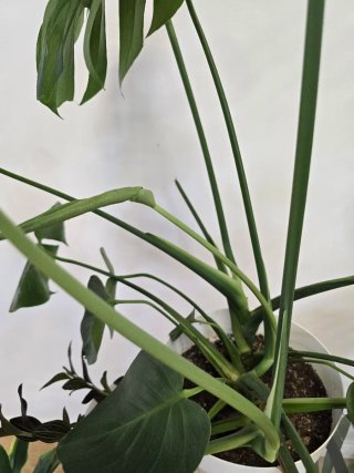 Monstera Deliciosa