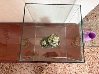 Acuario 31L con decoración rocosa