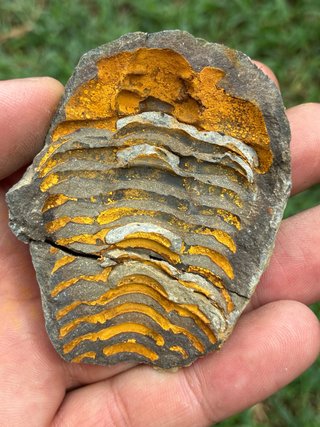 Fósil Trilobites Calymene Marruecos
