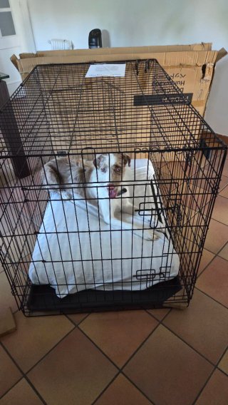 Jaula Perros Plegable XXL Negra