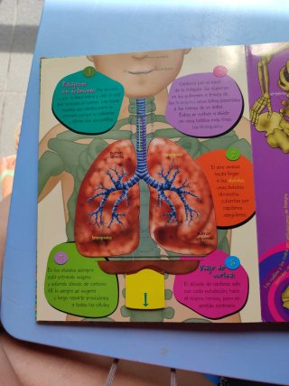 Descubre el cuerpo humano