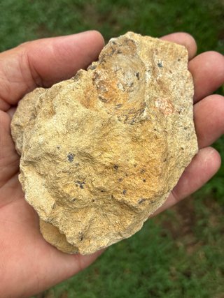Fósil Turritella natural