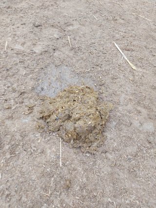Estiércol de caballo gratis