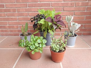 Lote de 5 plantas