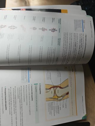 Anatomofisiología y patología básicas