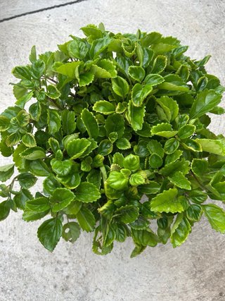 Planta del dinero