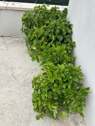 Planta del dinero