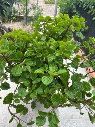 Planta del dinero